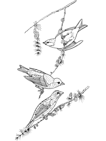 Purple Finch Birds Coloring Page